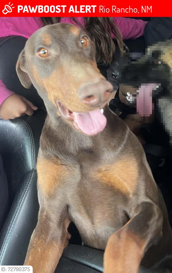 Lost Female Dog last seen Rainbow and Northern , Rio Rancho, NM 87124