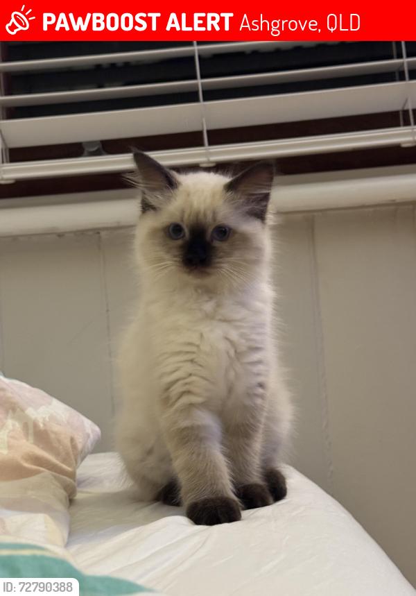 Lost Male Cat last seen Woolworths Ashgrove , Ashgrove, QLD 4060