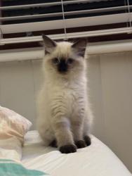 Lost Male Cat last seen Woolworths Ashgrove , Ashgrove, QLD 4060