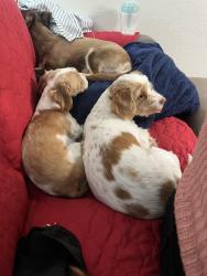 Lost Female Dog last seen Seven Trees, San Jose, CA 95111