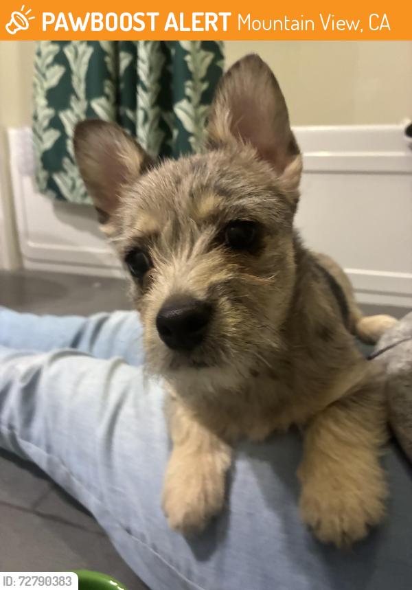 Found/Stray Female Dog last seen Evelyn Ave and Bush st near Madera apmts, Mountain View, CA 94041