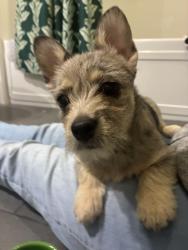 Found/Stray Female Dog last seen Evelyn Ave and Bush st near Madera apmts, Mountain View, CA 94041