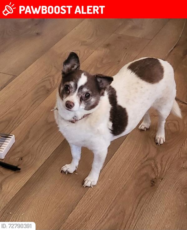 Lost Female Dog last seen Bunavista avenue, Desert Hot Springs, CA 92240