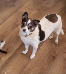 Lost Female Dog last seen Bunavista avenue, Desert Hot Springs, CA 92240