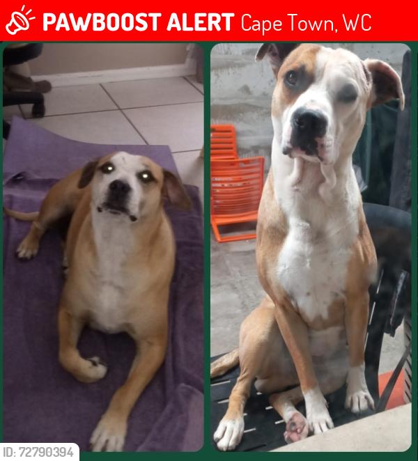 Lost Male Dog last seen Weltevreden Parkway& Fulham, Cape Town, WC 