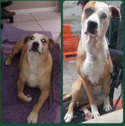 Lost Male Dog last seen Weltevreden Parkway& Fulham, Cape Town, WC 