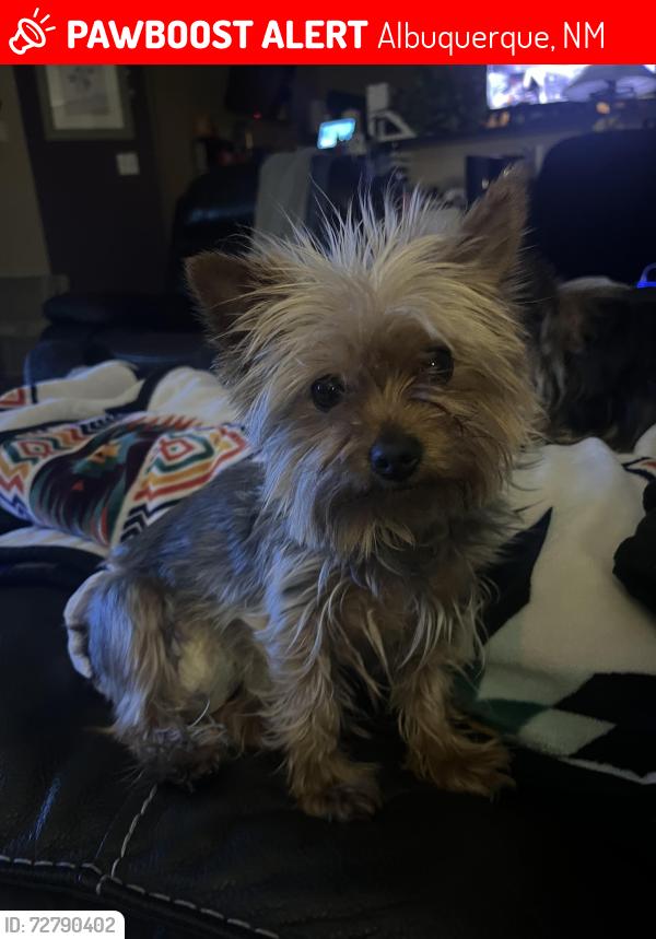 Lost Female Dog last seen stonebridge , Albuquerque, NM 87114
