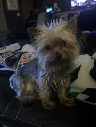 Lost Female Dog last seen stonebridge , Albuquerque, NM 87114