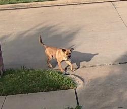 Found/Stray Male Dog last seen La Viva Ln. 76017, Arlington, TX 76017
