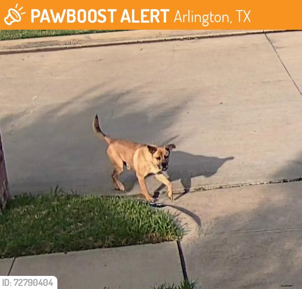 Found/Stray Male Dog last seen La Viva Ln. 76017, Arlington, TX 76017