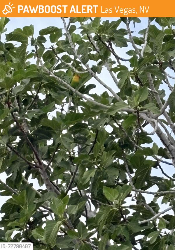Found/Stray Unknown Bird last seen Walking trail, Las Vegas, NV 89135