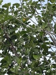 Found/Stray Unknown Bird last seen Walking trail, Las Vegas, NV 89135