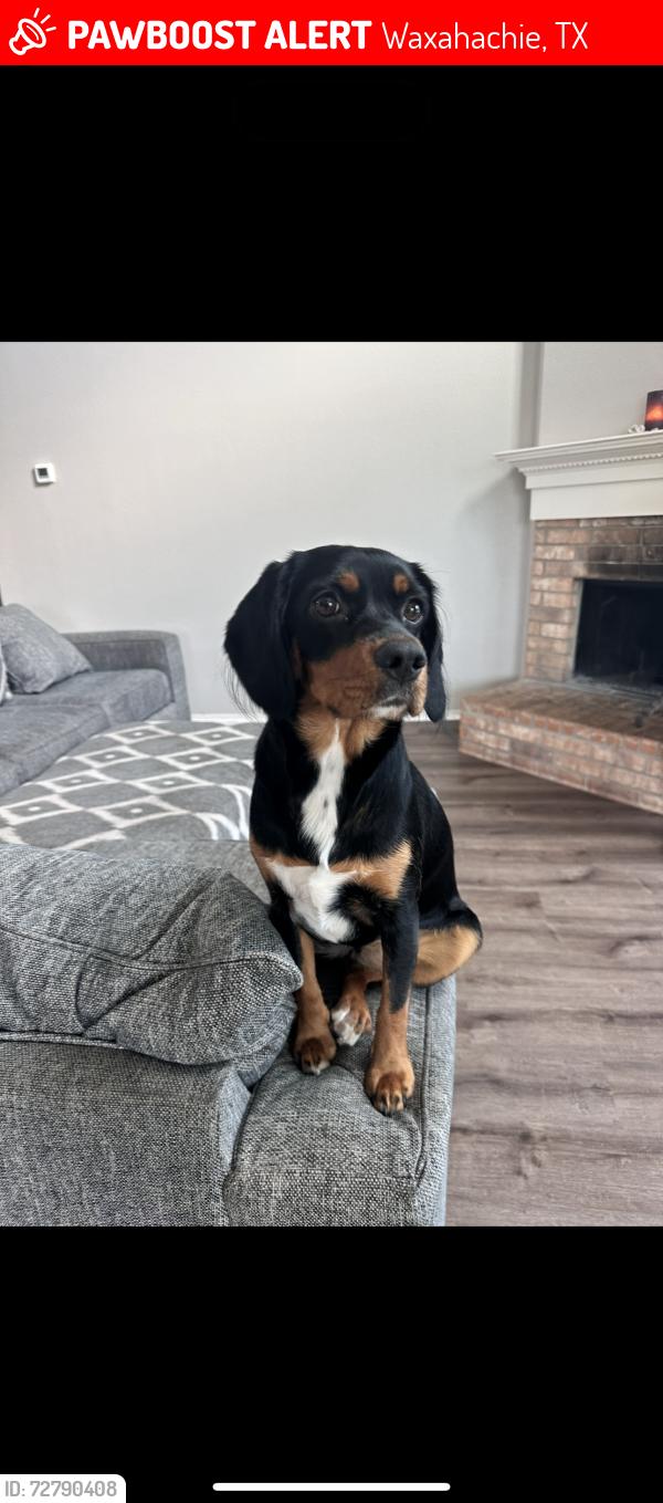 Lost Female Dog last seen Richmond and Williams st , Waxahachie, TX 75165