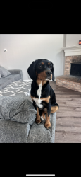 Lost Female Dog last seen Richmond and Williams st , Waxahachie, TX 75165