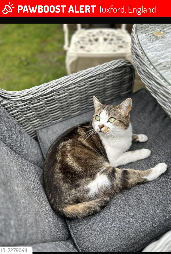 Lost Female Cat last seen Fire station tuxford, Tuxford, England 