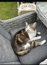 Lost Female Cat last seen Fire station tuxford , Tuxford, England 