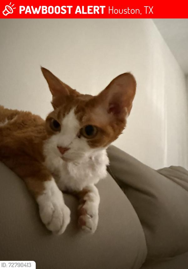 Lost Male Cat last seen Tanager St, Houston, TX 77036