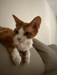 Lost Male Cat last seen Tanager St, Houston, TX 77036