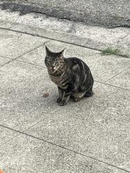 Found/Stray Unknown Cat last seen Florence Aveno, Oakland, CA 94618