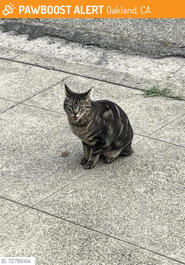 Found/Stray Unknown Cat last seen Florence Aveno, Oakland, CA 94618