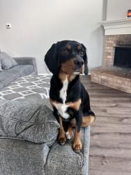 Lost Female Dog last seen Cow building &Tennis courts on Farley &  Williams , Waxahachie, TX 75165
