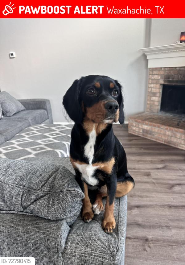 Lost Female Dog last seen Cow building &Tennis courts on Farley &  Williams , Waxahachie, TX 75165