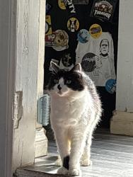 Lost Male Cat last seen City Terrace Dr and Helen Dr, Los Angeles, CA 90063