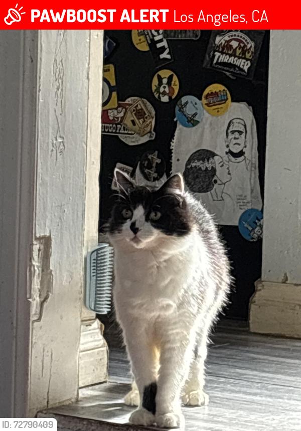 Lost Male Cat last seen City Terrace Dr and Helen Dr, Los Angeles, CA 90063