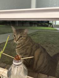 Found/Stray Unknown Cat last seen Horizon drive , Edison, NJ 08837