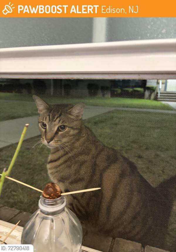 Found/Stray Unknown Cat last seen Horizon drive , Edison, NJ 08837