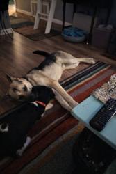 Lost Male Dog last seen Across from solar panel farm on 69 in between point and lone oak, Lone Oak, TX 75453