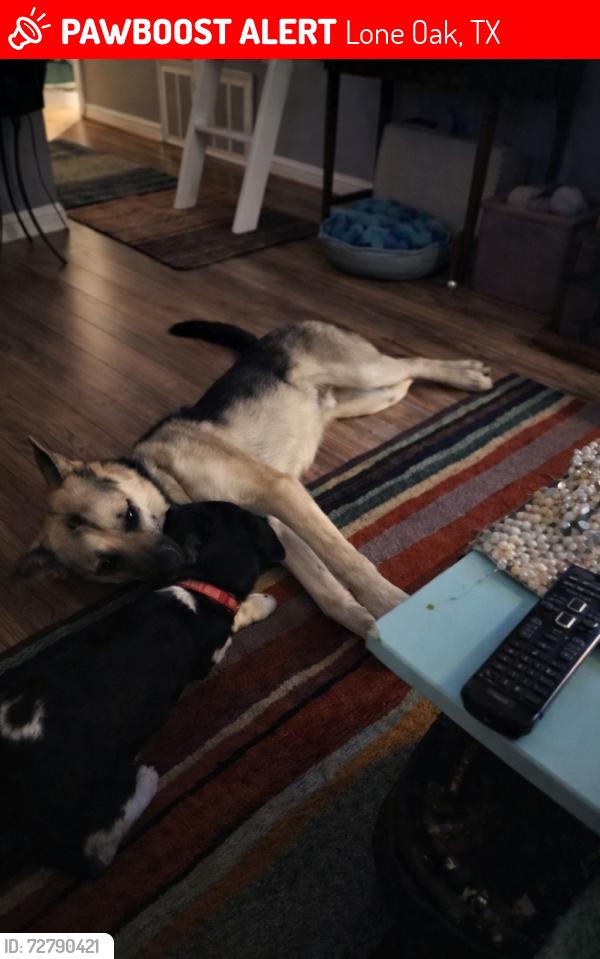 Lost Male Dog last seen Across from solar panel farm on 69 in between point and lone oak, Lone Oak, TX 75453