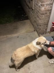 Found/Stray Male Dog last seen S Gowdy St, Whitewright, TX 75491