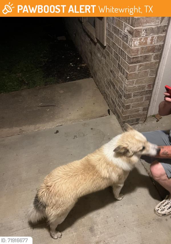 Found/Stray Male Dog last seen S Gowdy St, Whitewright, TX 75491