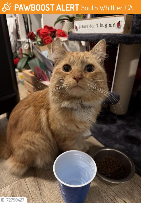 Found/Stray Male Cat last seen Calmada ave, South Whittier, CA 90605