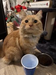 Found/Stray Male Cat last seen Calmada ave, South Whittier, CA 90605