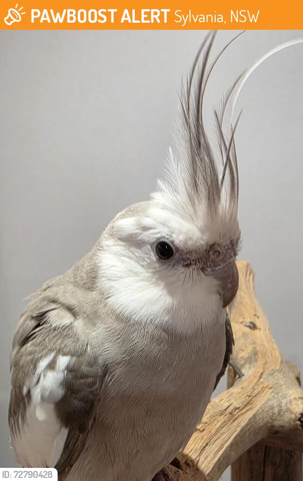 Found/Stray Unknown Bird last seen Sylvania, Sylvania, NSW 2224