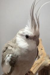 Found/Stray Unknown Bird last seen Sylvania, Sylvania, NSW 2224