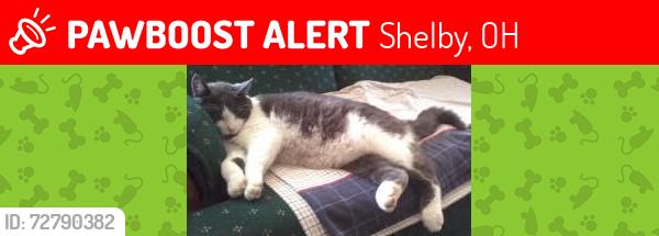 Lost Male Cat last seen North Gamble, Shelby, OH 44875