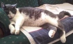 Lost Male Cat last seen North Gamble, Shelby, OH 44875