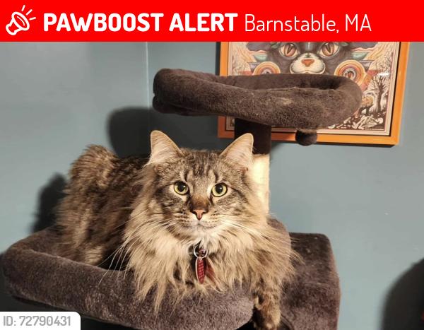 Lost Male Cat last seen South st or school st, Barnstable, MA 02601