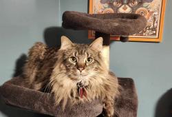 Lost Male Cat last seen South st or school st, Barnstable, MA 02601
