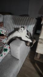 Lost Male Cat last seen Stephanie and Hometown Avenue , Henderson, NV 89074