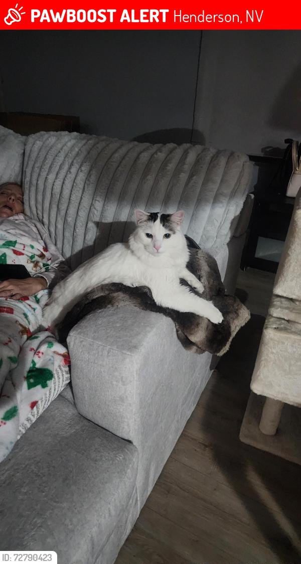 Lost Male Cat last seen Stephanie and Hometown Avenue , Henderson, NV 89074