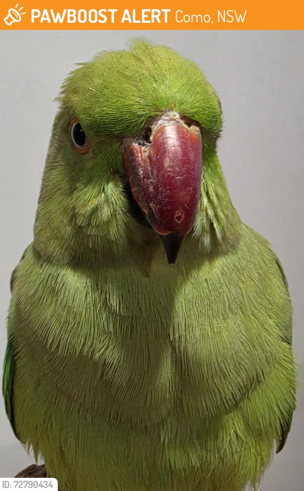 Found/Stray Unknown Bird last seen Como, Como, NSW 2226