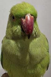 Found/Stray Unknown Bird last seen Como, Como, NSW 2226