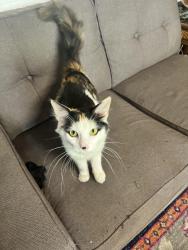 Found/Stray Female Cat last seen Plum and Lenard st Cincinnati oh 45244, Newtown, OH 45244