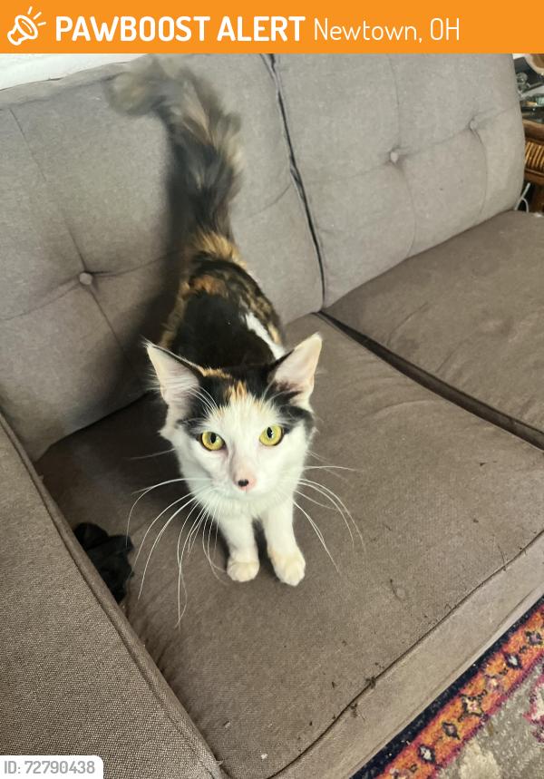 Found/Stray Female Cat last seen Plum and Lenard st Cincinnati oh 45244, Newtown, OH 45244