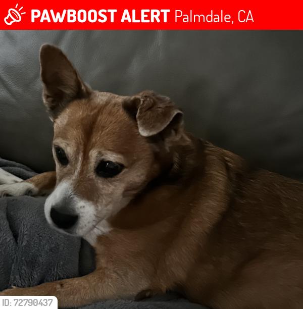 Lost Female Dog last seen Kings st / Gainsborough drive - near rancho Vista across from the Av mall, Palmdale, CA 93551