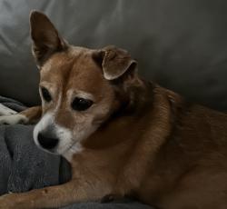 Lost Female Dog last seen Kings st / Gainsborough drive - near rancho Vista across from the Av mall, Palmdale, CA 93551